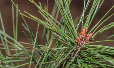 Naklejka na ściany i meble Closeup of branch of pine tree needles