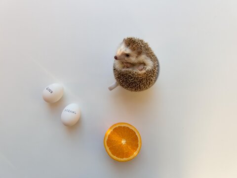Good morning hedgehog in a cup