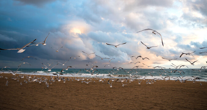 Seagulls flock together and take flight