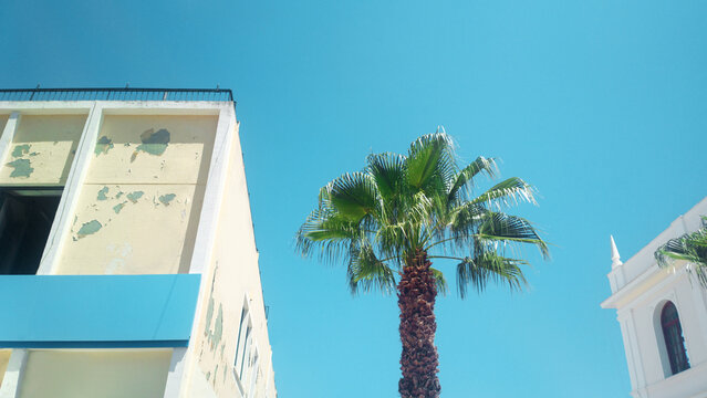 palm tree in the city