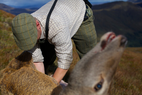 A stalker gutting a stag with the head in the foreground