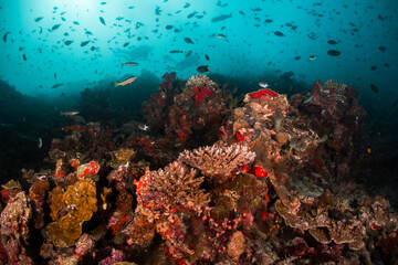 Fototapeta na wymiar Underwater photography, colorful reef scene. Tropical and vibrant ecosystem in clear blue water. Rich marine life, Indian Ocean