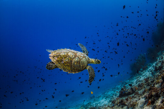 Sea Turtle Maldives