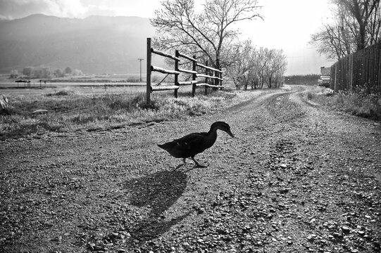 Single duck with shadow walking across road