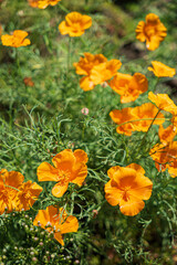 California Poppies in the summer garden