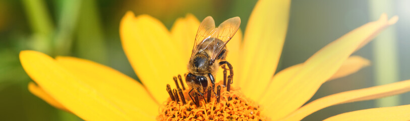 Bee and flower. Banner. Close up of a large striped bee collecting pollen on a yellow flower on a Sunny bright day. Macro photography. Summer and spring backgrounds