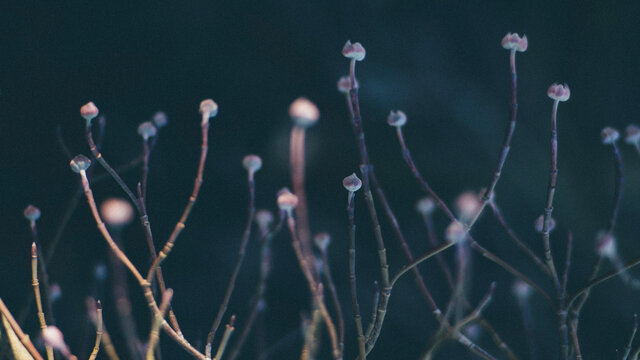 Twigs and sprouts half in sun, half in shadow