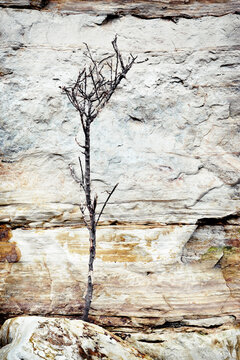 A tree by a rock face
