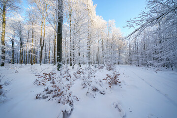 Wintersonne