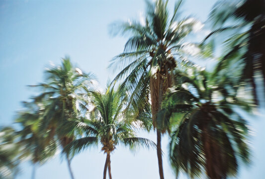 row of palm trees against bright blue sky in hawaii