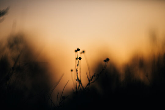 Macro shoot of plants and flowers at golden hour.