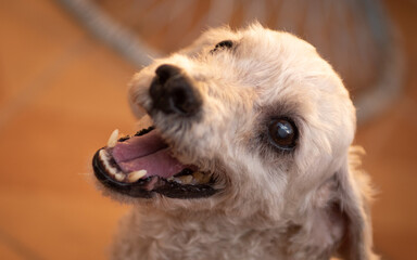 portrait of a dog poodle