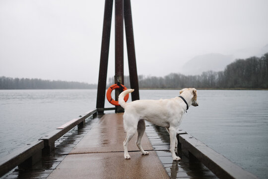 Dog Standing on Dock