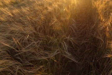 Golden ripe wheat field, sunny day, soft focus, agricultural landscape,