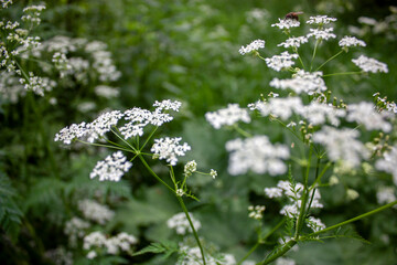 Anthriscus sylvestris grows in the meadow. Kupyr on a summer day, close-up, side view. White flowers of Anthriscus sylvestris against the backdrop of a green meadow.