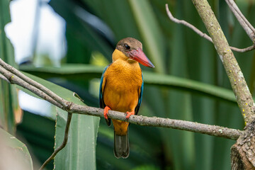 Stork-billed kingfisher perching on the tree branch.