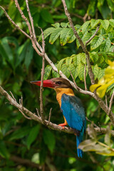 Stork-billed kingfisher perching on the tree branch.