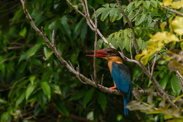 Fototapeta premium Stork-billed kingfisher perching on the tree branch.