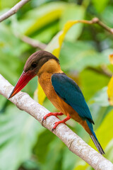 Stork-billed kingfisher perching on the tree branch.