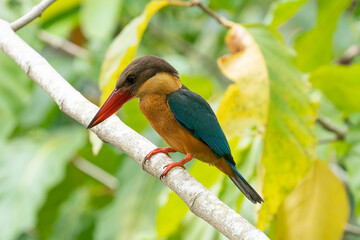 Fototapeta premium Stork-billed kingfisher perching on the tree branch.