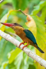 Stork-billed kingfisher looking up the sky.