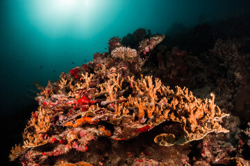 Fototapeta na wymiar Underwater photography, colorful reef scene. Tropical and vibrant ecosystem in clear blue water. Rich marine life, Indian Ocean