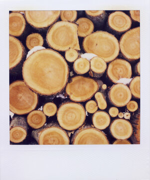 Polaroid Photograph Of Stacked Cut Fire Wood