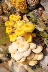 Cultivated golden mushroom on a farm in North China