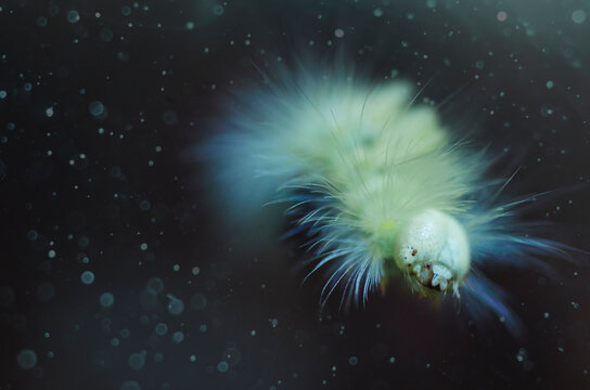 Fantasy creature caterpillar close up
