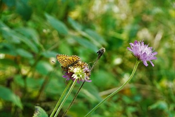 Silver-washed fritillary butterflies on scabiosa blossom