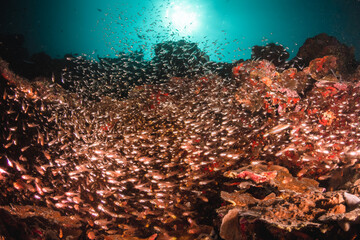 Underwater photography, coral reef ecosystem surrounded by tropical reef fish. Colorful reef scene, deep blue water, vibrant reef life