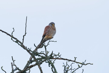 Common kestrel (Falco tinnunculus)