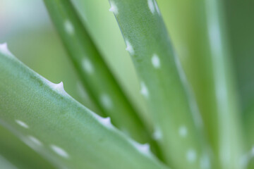 Macro of green succulent aloe plant