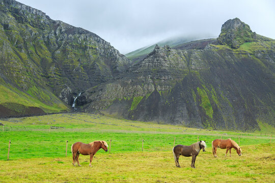 Icelandic horses. Iceland.