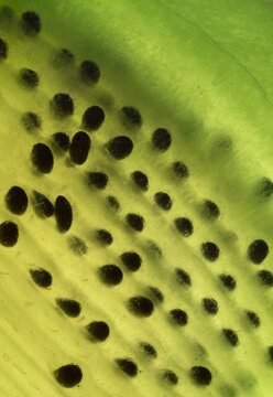 Closeup macrophotograph of a slice of kiwi fruit texture seeds patterns inside