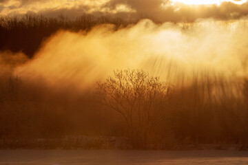 Fototapeta premium 更別村 霧氷 
