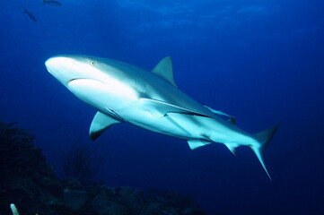 Grey reef shark, Palau