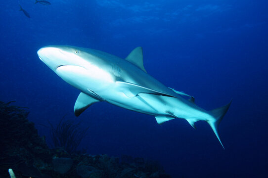 Grey Reef Shark, Palau