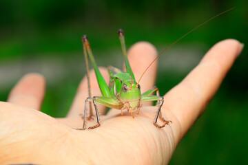 Katydids are in the hands of human beings, man and nature