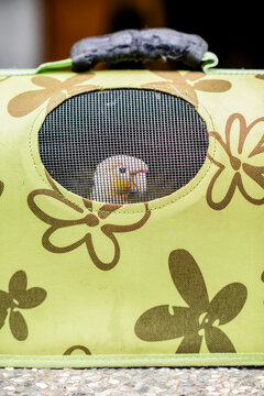 Parrot trapping in portable cage