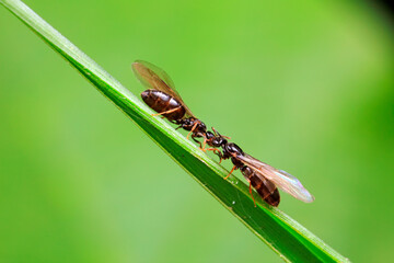 Ant breeding ants live on wild plants in North China