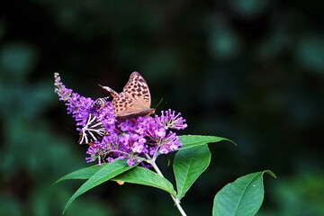 Different kinds of butterflies on summer lilac blossom © pisces2386
