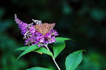 Jersey tiger and Silver-washed fritillary butterflies on Buddleja davidii