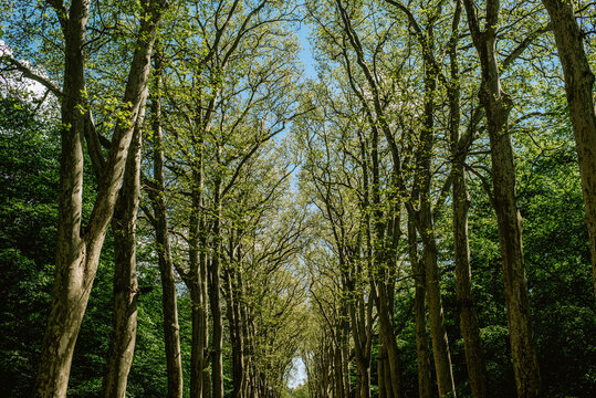 Tree-lined road