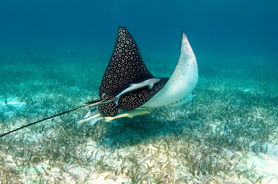 Eagle ray, Hol Chan Marine Reserve, Belize.
