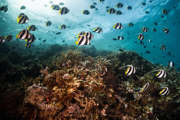 Fototapeta na wymiar Underwater photography, coral reef ecosystem surrounded by tropical reef fish. Colorful reef scene, deep blue water, vibrant reef life