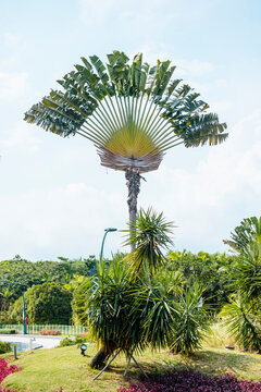 exotic tree with leaves in form of fan