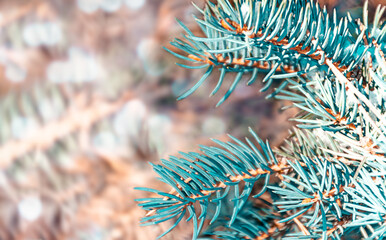 Naklejka na ściany i meble A branch of a blue spruce with snow on a blurred background. Snowy fir branch in winter. Christmas and winter concept.