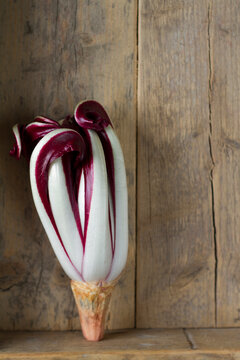 Radicchio Rosso di Treviso Salad