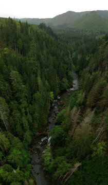 Vance Creek Runs Through Forest